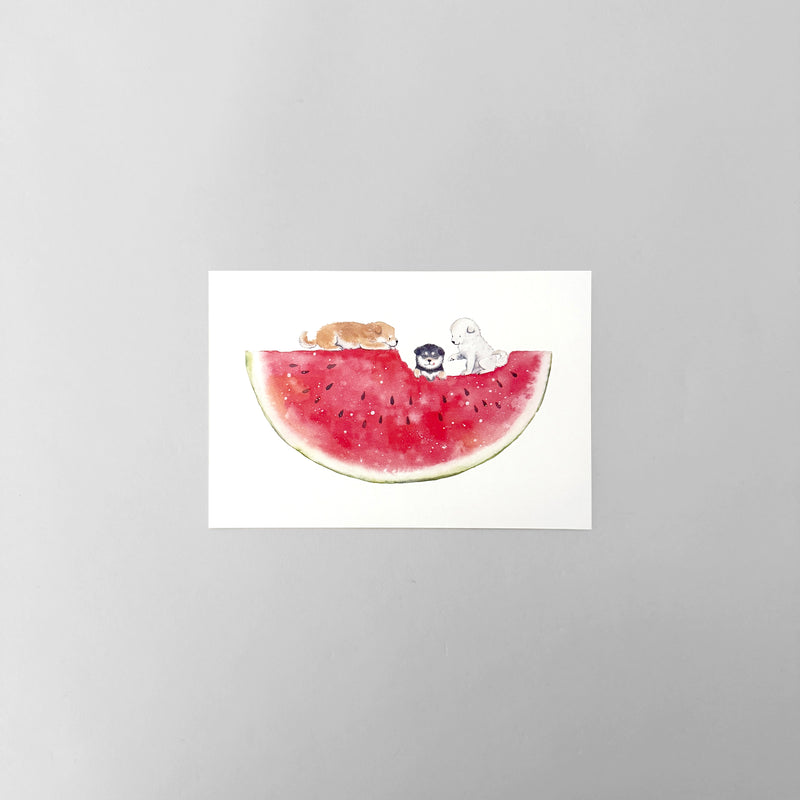 Shiba Inu and watermelon Post card