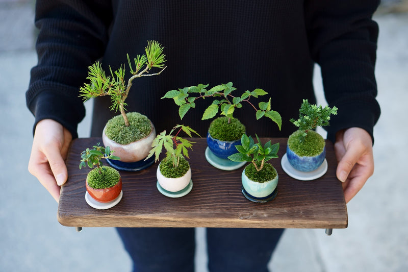 Palm pot｜Indigo