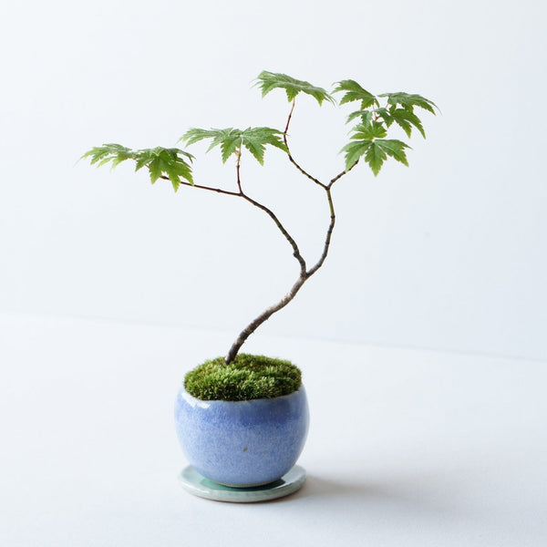 Palm pot｜Light Blue