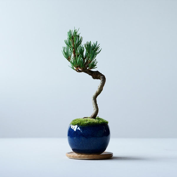 Palm pot｜Indigo