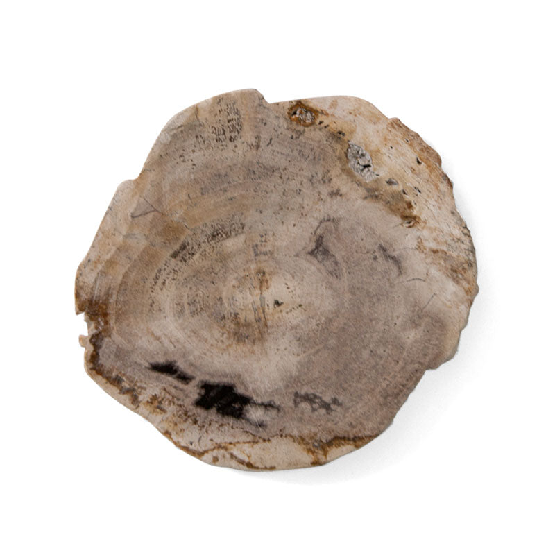 PETRIFIED WOOD COASTER | Natural | amabro