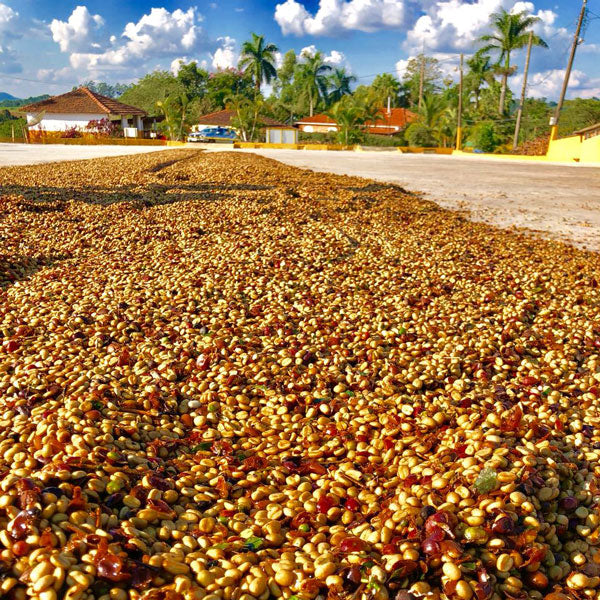 BRAZIL Carmo de Minas Alta Gracia Yellow Honey 200g | TSUJIMOTO coffee